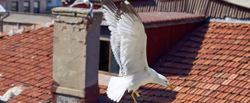 Residential Chimney Animal Removal Solution in Torrance, CA